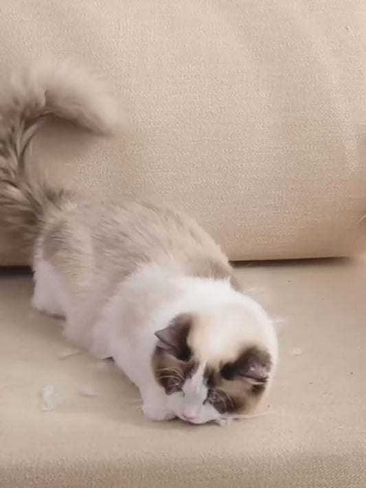 Cat Hair Removal Brush Large Pet Fluff Roller Portable Washable Cat Dog Lint Furniture Sofa Cleaning Tool Reusable Self-cleaning